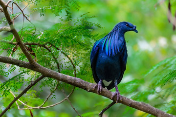Caloenas Nicobarica Bird.
