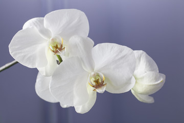 Fototapeta na wymiar бутоны белой орхидеи на фоне сиреневой стены