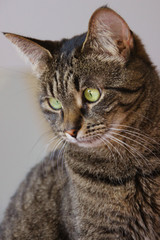 Portrait of a tabby green eyed cat looking down