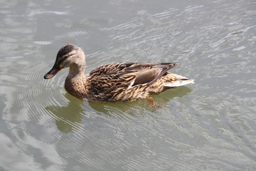 Canard