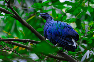 Caloenas Nicobarica Bird.