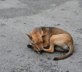 Stray dog sleeping on the pavement in Kuala Lumpur, capital city of Malesia.