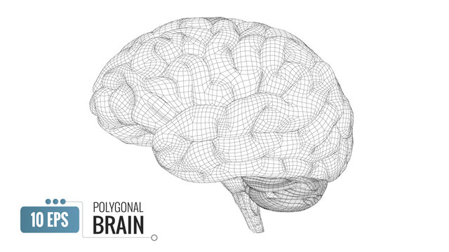 3D polygonal wireframe brain on white BG