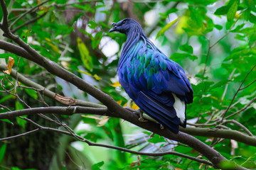 Caloenas Nicobarica Bird.