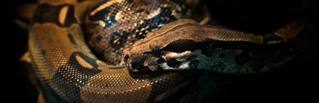 Python reptile on black background