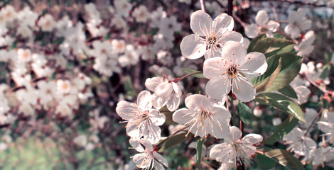 Panele Szklane Podświetlane  Kwiat wiśni w tonacji retro. Tło wiosna kwiatów. Drzewo kwitnące wiśni. Selektywne skupienie