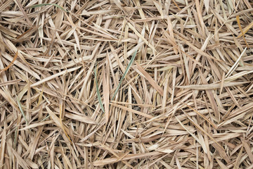 Dead leaves bamboo for background and texture.