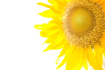 Closeup sunflower isolated on a white background