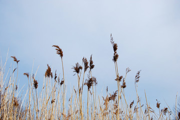 Fluffy reeds by a blue sky