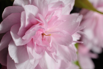 Obraz premium Tender pink sakura flower