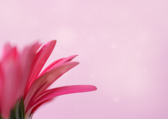 Pink gerbera petals with drops of water