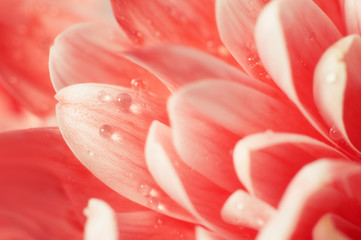 Red chrysanthemum close up