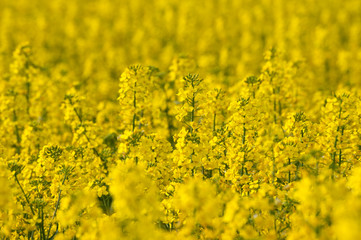 Obraz premium Rape field in blossom