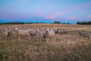 Beautiful sunset background with sheep on the agricultural field. New Zealand, farming in Central...