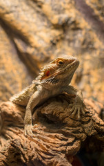 Reptile on the stone