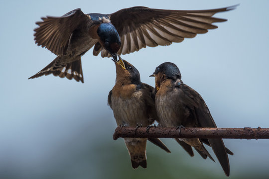 Feeding The Next Generations