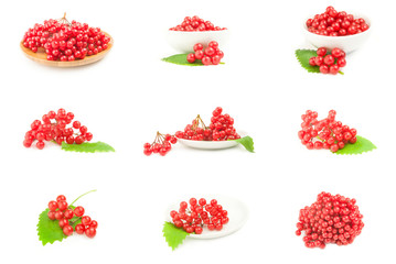 Set of branch of red viburnum berries