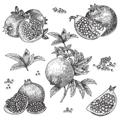 Hand drawn sketch style pomegranates set. Pomegranates with seeds and leafs. Sketch style vector illustration. Organic food vector.