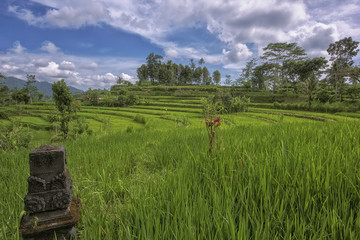Landscape on Bali