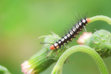 Macro of caterpillar on a green plant in the garden, An Emperor moth Caterpillar feeding on a bramble leaf.