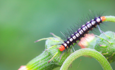 Macro of caterpillar on a green plant in the garden, An Emperor moth Caterpillar feeding on a bramble leaf.