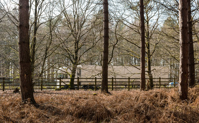 Road transport - lorry in motion on the road, view from the forest through the trees