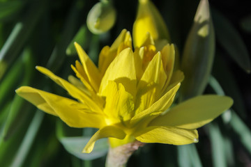 Fototapeta premium Yellow flower with blured background