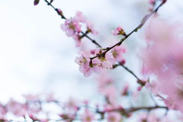 Spring tree pink flowers and green leaves on blue sky background 