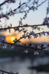 Spring tree pink flowers and green leaves on blue sky background 