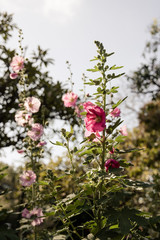 Fototapeta premium pinke Blume im Garten mit Knospen 