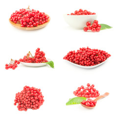 Set of bunches of red viburnum on a white background cutout
