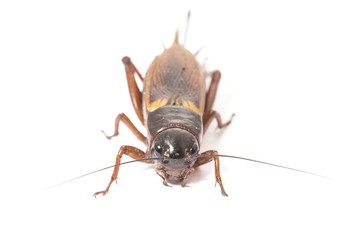 Closeup side view of red cricket isolated on white background, collection male and female cricket 
