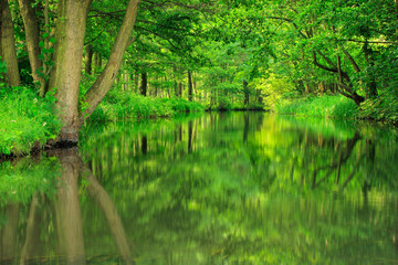 Im Kanu durch den Spreewald, dichter Wald spiegelt sich im Wasser eines Fließes
