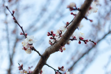 Spring tree pink flowers and green leaves on blue sky background 