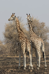 Two giraffes standing with their backs turned with their heads in the scorched savanna