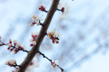 Spring tree pink flowers and green leaves on blue sky background 