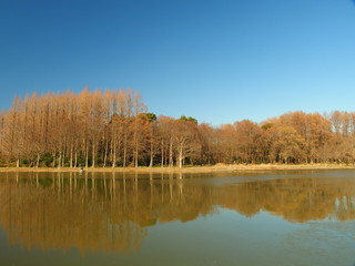 冬の対岸からの水元公園風景