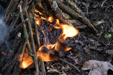 bonfire in the forest. Fire. Wood