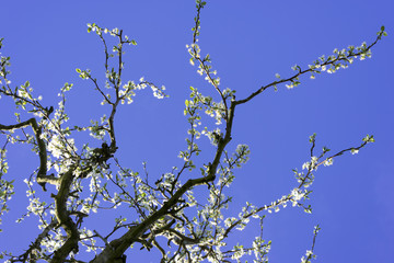 branches de prunier en fleur