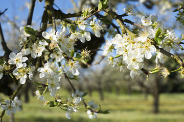 Fleurs de prunier