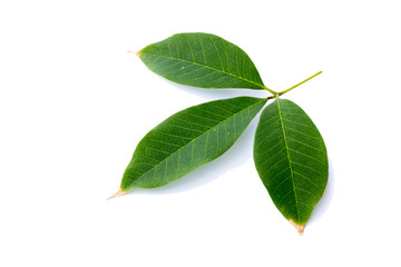 Obraz premium Green leafs isolated.