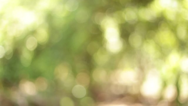 Defocus nature green bokeh, Defocused abstract nature background with green leaves and bokeh lights
