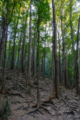 Mahogany Forest on the Bohol island, Philippines