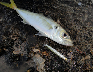 Obraz premium Fishing