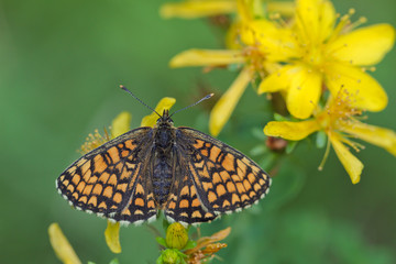 The Melitaea butterfly on the flower
