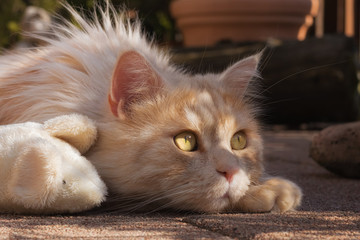 Maine Coon cat relaxing with a toy mouse