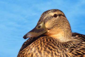 Female mallard and blue sky