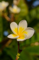 Spring floral background with white magnolia flowers on a sunny day