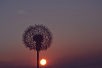 Fototapeta premium Dandelion at the sunset