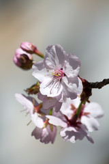 Cherry blossom closeup - white and pink